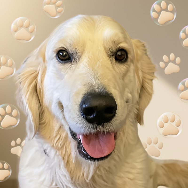 Eric, a cream golden retriever, smiling at the camera